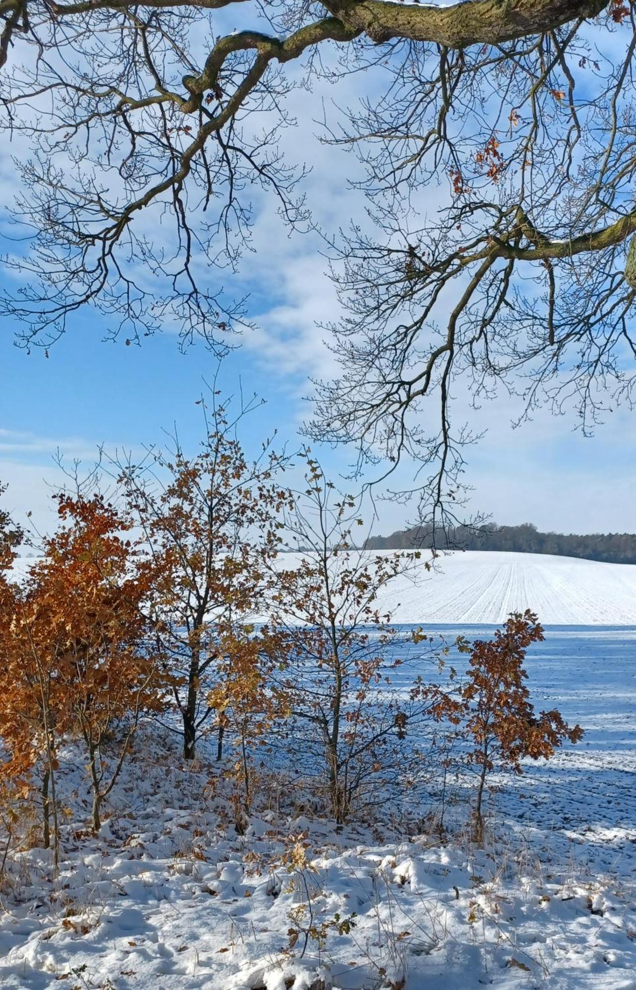 Waldblick Villa Cavertitz Eksteriør bilde